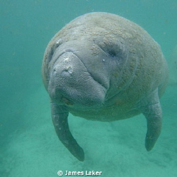Manatee by James Laker 